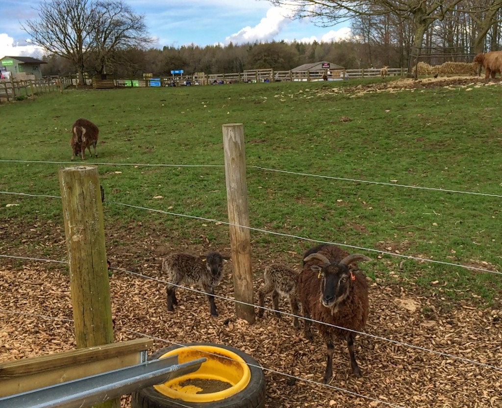 Adam Henson's Cotswold Farm Park Cosy Life